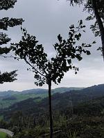  30. Juli 2011 - Gestern sind wir von unserer Ferienreise durchs Elsass zurückgekommen und mussten heute natürlich Samuels Ginkgo besuchen!